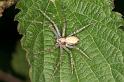 Philodromus_aureolus_D4991_Z_90_Les Gris_Frankrijk